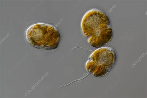  Gymnodinium! En mikroskopisk algsvamp med en smak för fiskarnas hjärnpåverkan