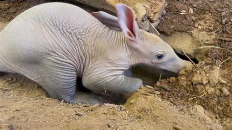  Aardvark! An Animal Renowned for its Powerful Claws and Nocturnal Foraging Habits