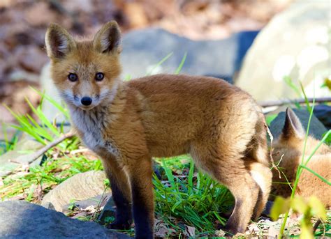  Bamsekräftan: En småskalig räv med en aptit som kan skrämma även de största fiskarna!