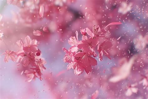 I'm in love with the way cherry blossoms fall in slow motion