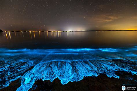  Isotrophis! Den fantastiska polyp som lyser upp haven med sin blänkande bioluminescens