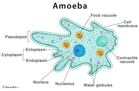  Japansk Slät Amoeba! En Unik Cirkulatorisk Mikroorganism Med Mycket Speciella Egenskaper