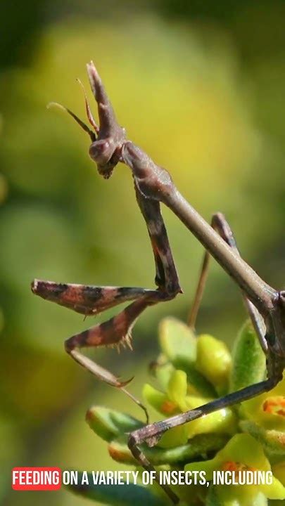  Mantis! Den Mystiska Mästaren Av Kamouflage Och Vänsterhänt Predation