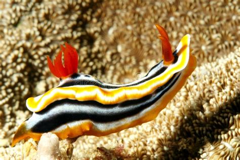  Nudibranch! En Blå Sken av HavetsUnderbara Skönhet och En Mördarisk Cocktail av Gifter