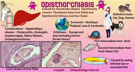  Opisthorchis! Den Små Mask Parasit Med En Smak För Fisk Och Leversjukdomar