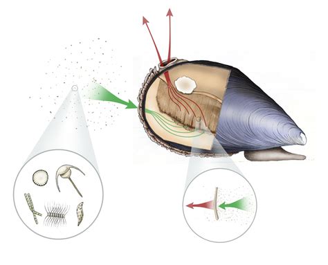  Pecking Mussel - Can a Filter Feeder With Two Shells Be Considered a Tiny Underwater Vacuum Cleaner?