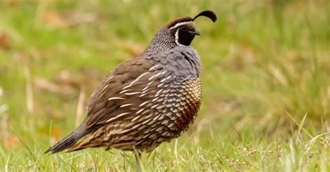  Quail! Can These Tiny Birds with Striking Plumage Also Boast Incredible Camouflage Skills?