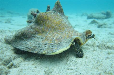  Queen Conch! A Shellfish With a Spiral Staircase To An Underwater Paradise