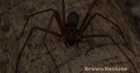  Recluse Spinners: Unveiling the Secrets of Eight-Legged Stealth Masters!