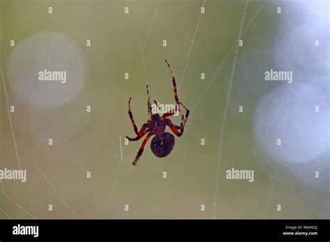  Spiny Spider - Discover The Remarkably Colorful Web-Weaving Hunter With A Deadly Touch!