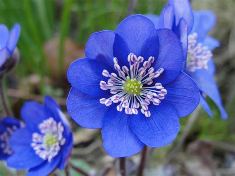  Tube-Anemone! En fascinerande blomma som simmar på ett stadigt ben