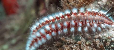  Umbellularia! En fascinerande flerborstmask med ett hem i havet djup