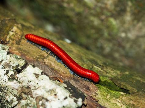  Woodland Millipede - A fascinating arthropod with shimmering segments found beneath rotting logs!