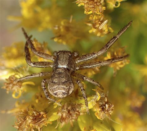  Xysticus - En Fängslande Spindel Med En Smak För Snäckor Och En Talang För Kamouflage!