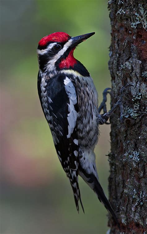 Yelphing-Yellow-Bellied Sapsucker: A Delightful Avian Carpenter with an Appetite for Sweet Treats!