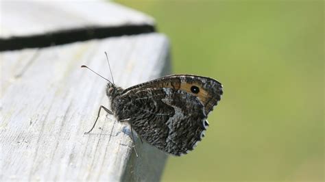 Zebrafjäril - En nattflyggande smaragd som är en mästare på kamouflage!