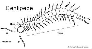  Zeppelina! Ett Myriapod med en Fascinerande Skäcklek som En Liggande Tårta