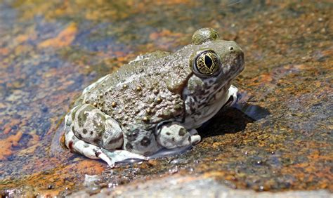  Zimmermann's Spadefoot Toad: This Amphibian Masterfully Blends Nocturnal Prowess with Burrowing Expertise!