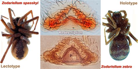 Zodariidae Spindlar - En liten mästare på att bygga smarta fällar!